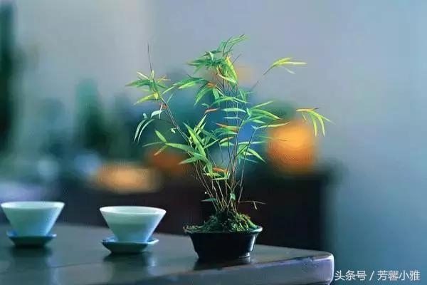 林语堂悠闲生活小院,林语堂的艺术与快乐的秘诀