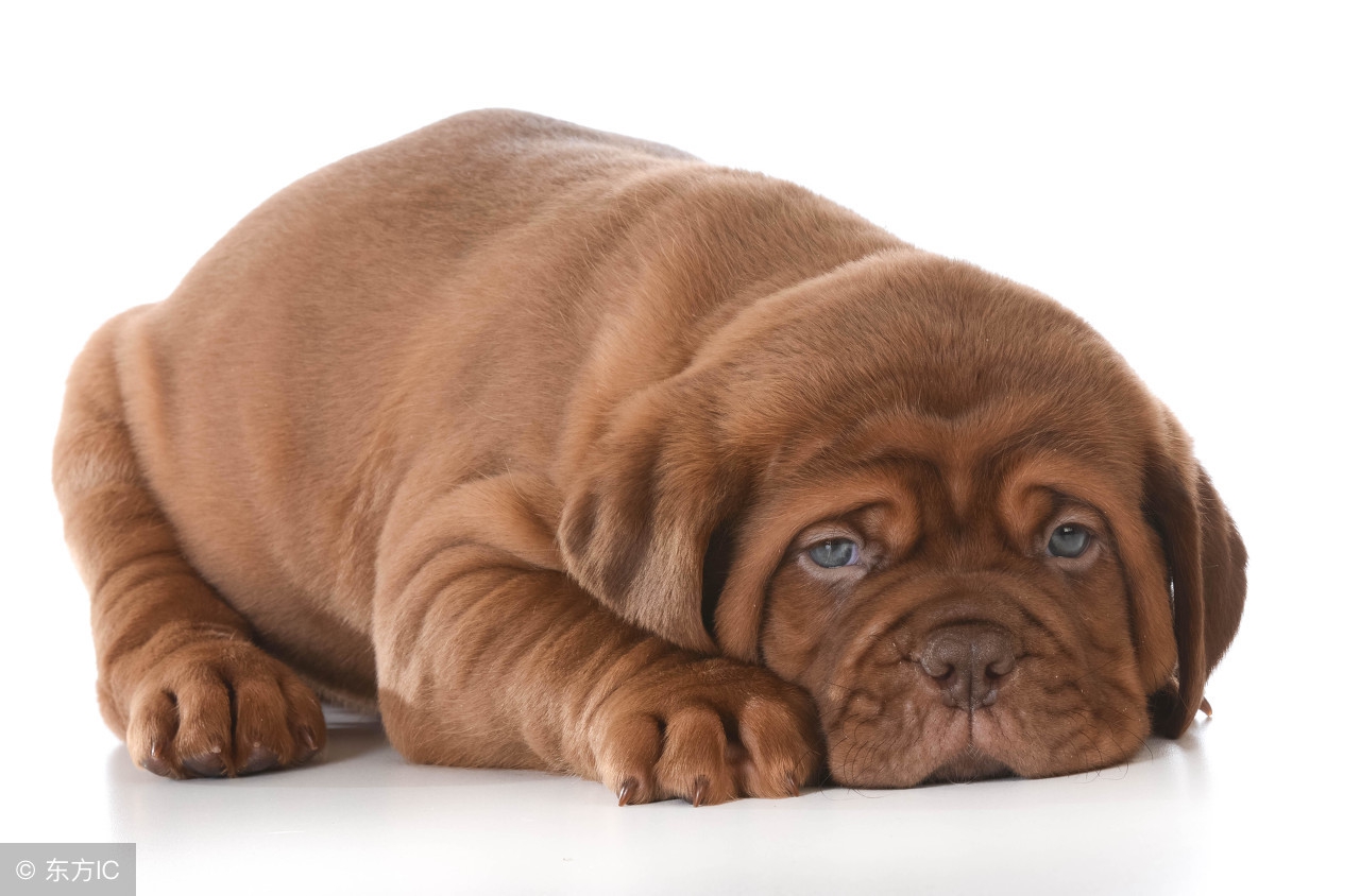 这些小常识你知道吗,小狗常识100个