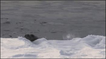 fgo日服妖精骑士杯活动,fgo夏日庆典贞德