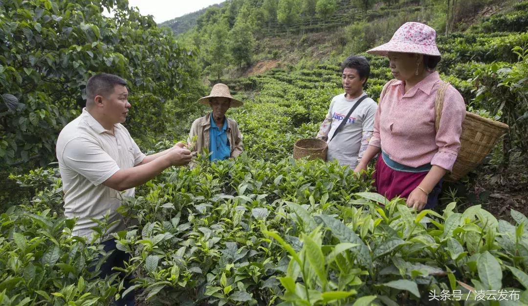 茶乡“领头阳”的人善茶方纯