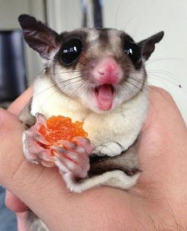 最玻璃心的宠物界新秀——蜜袋鼯玻璃心?爱自杀?