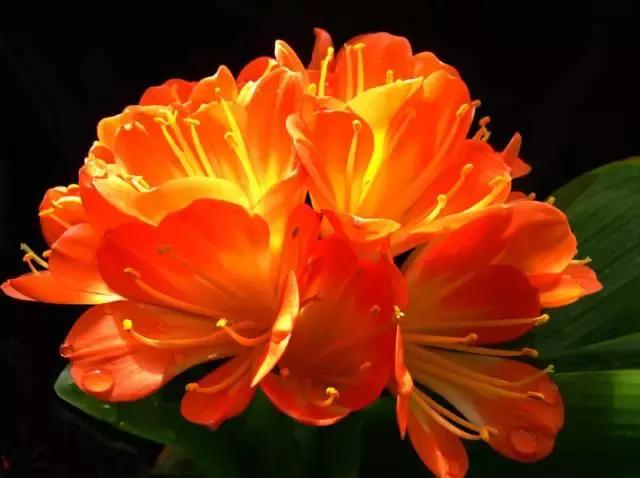 全国31省会城市的市花,全国56个市市花