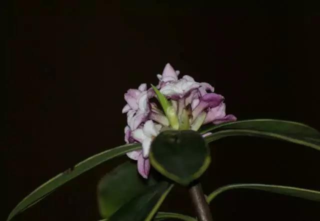 全国31省会城市的市花,全国56个市市花