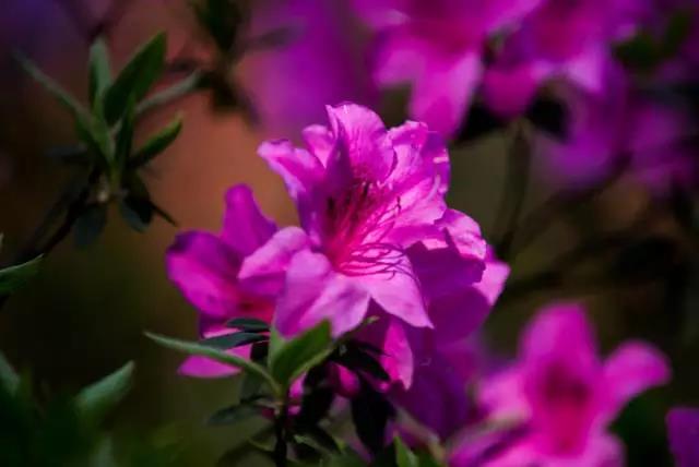 全国31省会城市的市花,全国56个市市花