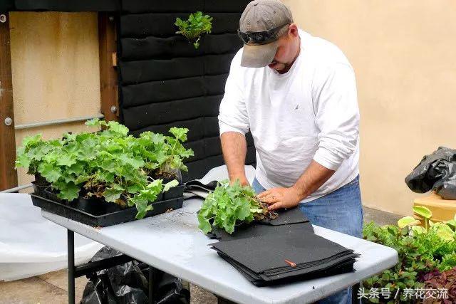 可以爬满墙还好看的植物,可以种在花盆里的乔木