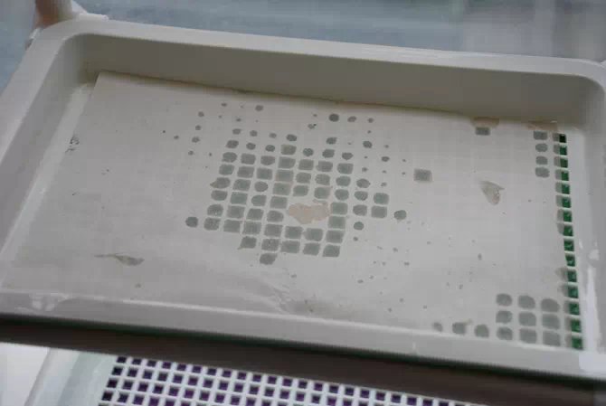 阳台种菜教程书,在家阳台种菜一年四季能种的菜