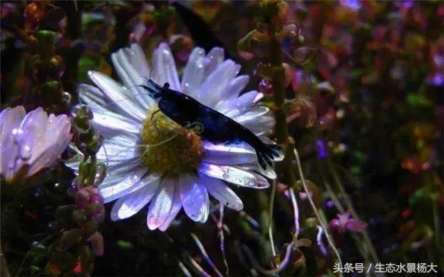 水晶虾开缸养水详细教程,开一个虾缸要多少钱