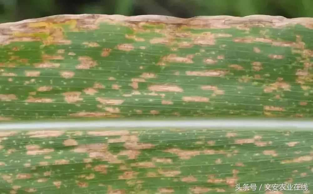 玉米什么时间防治害虫,玉米六月份防治什么病虫害