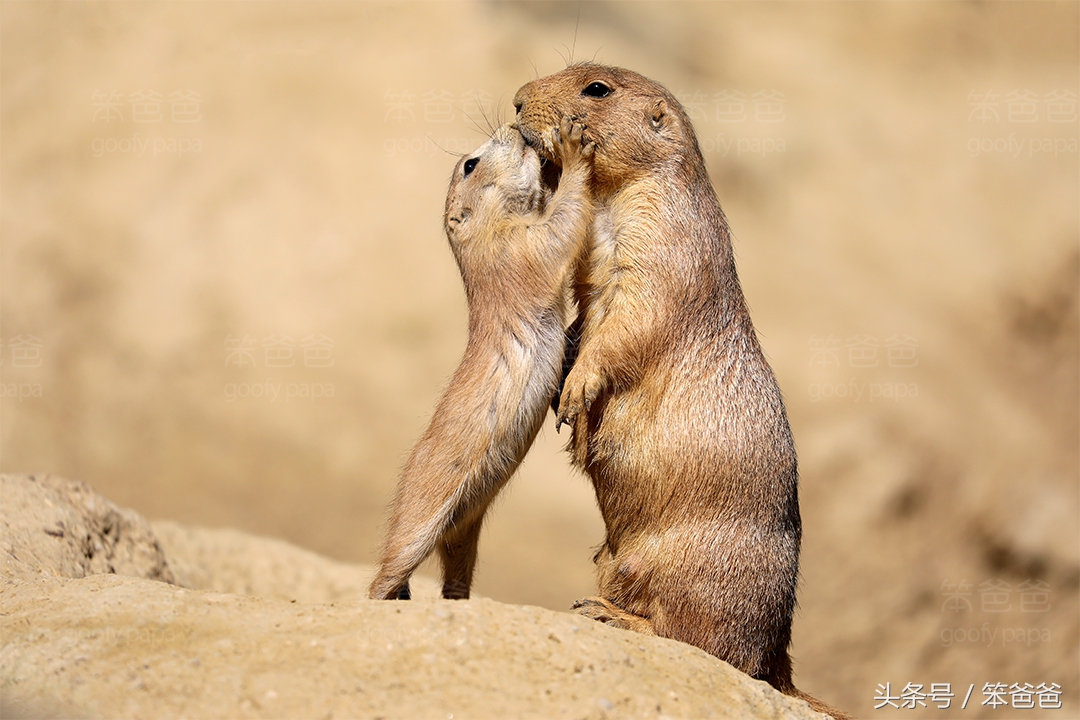 长得像松鼠又像黄鼠狼的动物,黑尾土拨鼠和旱獭哪个好看