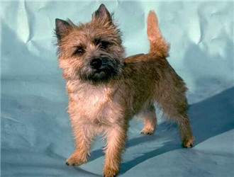 养一只狗需要准备什么东西,养一只狗前期需要多少钱