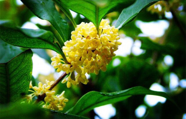 桂花飘香ll绿玉枝头万点黄，缕缕清香满庭芬