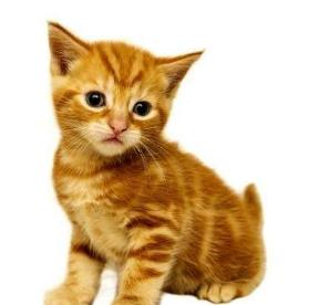 揭露猫贩子及网络买猫的骗局,揭秘那些网上卖猫的人