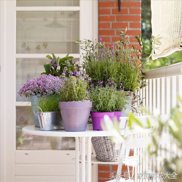 6种耐阴开花两不误的花,什么花适合阳台种植一年四季开花