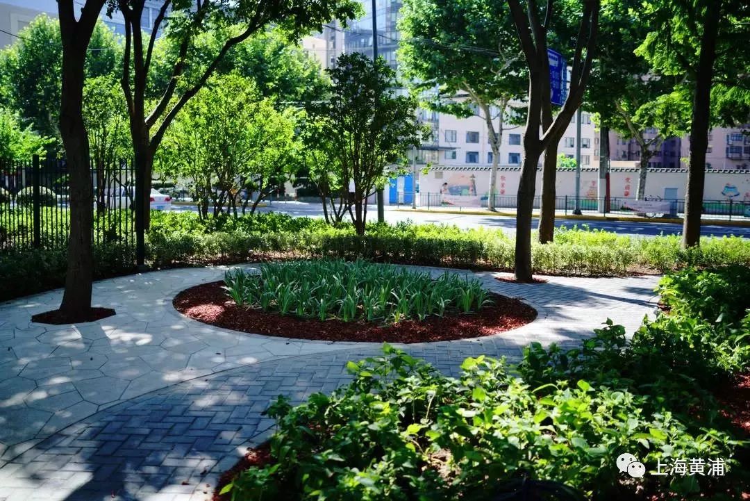 臭水浜变成了林荫道,《从臭水浜到林荫道》小学课文