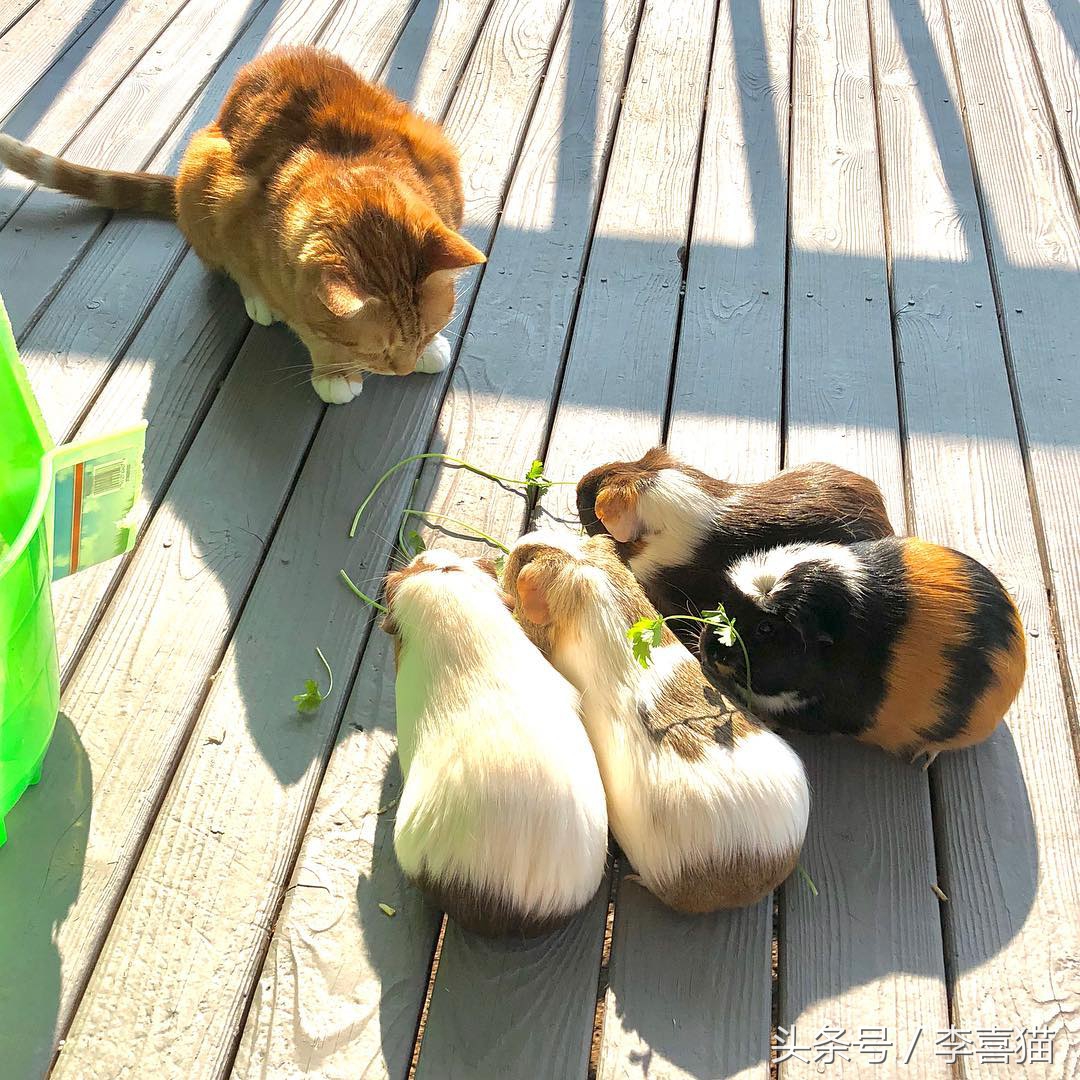 豚鼠成长过程,豚鼠为什么最适合当宠物