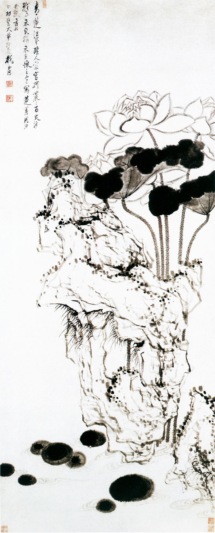 「转」这么美的荷花,千年荷韵