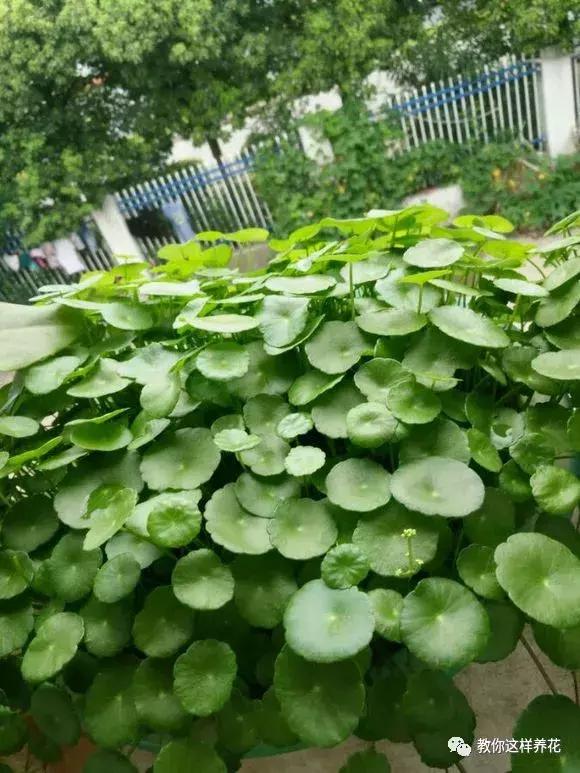 绿萝过冬后叶子全掉了,绿萝过完冬叶子黄了还能活吗