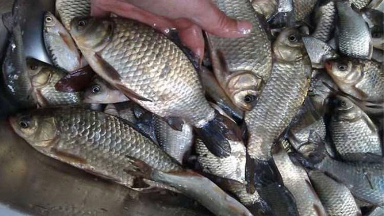 钓鱼停口解决方法,钓鱼截口怎么解决