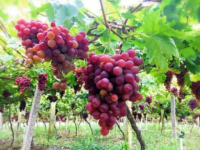 贵阳周边采摘水晶葡萄的地方,贵阳葡萄采摘地点推荐