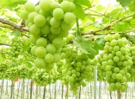 贵阳周边采摘水晶葡萄的地方,贵阳葡萄采摘地点推荐