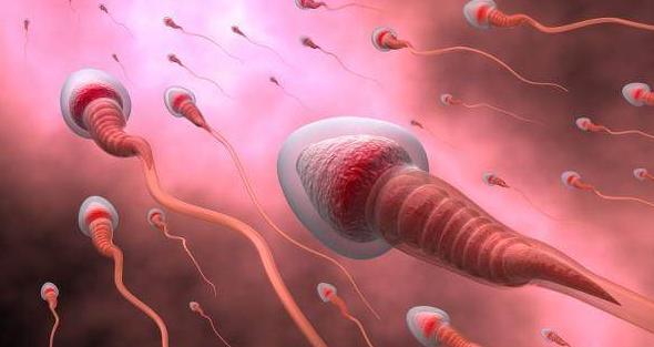 精子进入女人体内没有“受精”，去哪了呢？看完你就明白了