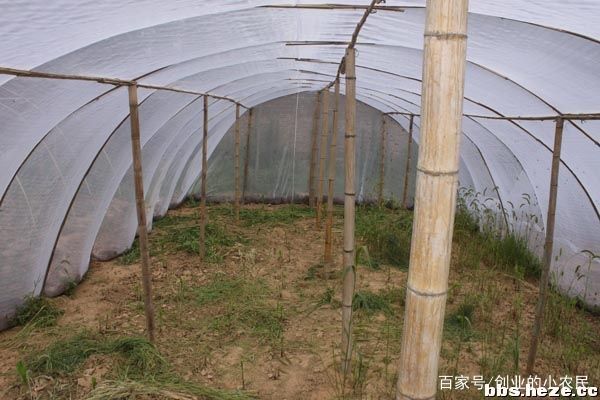 金蝉养殖,金蝉养殖场建设视频