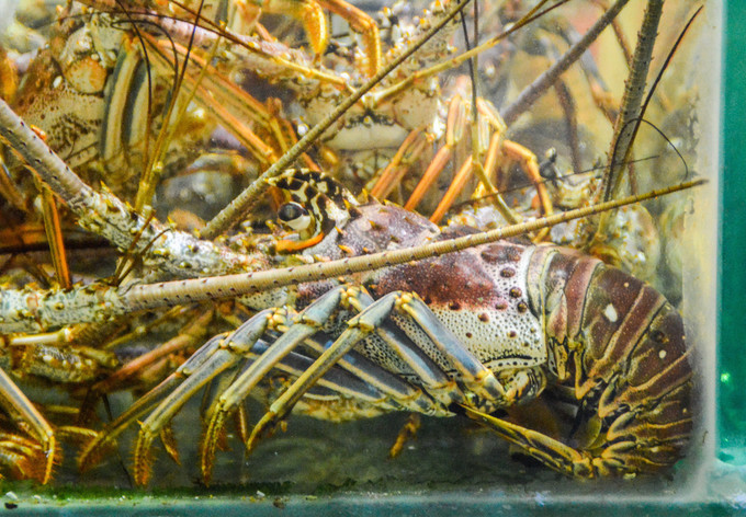 与闺蜜在三亚悠闲的小度假