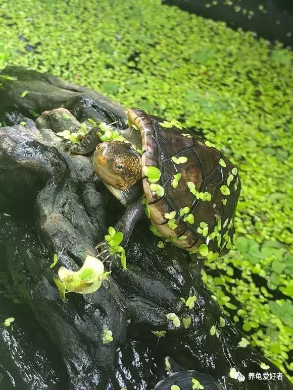 新手怎么布置龟的家,鳄龟怎么布置房子好看