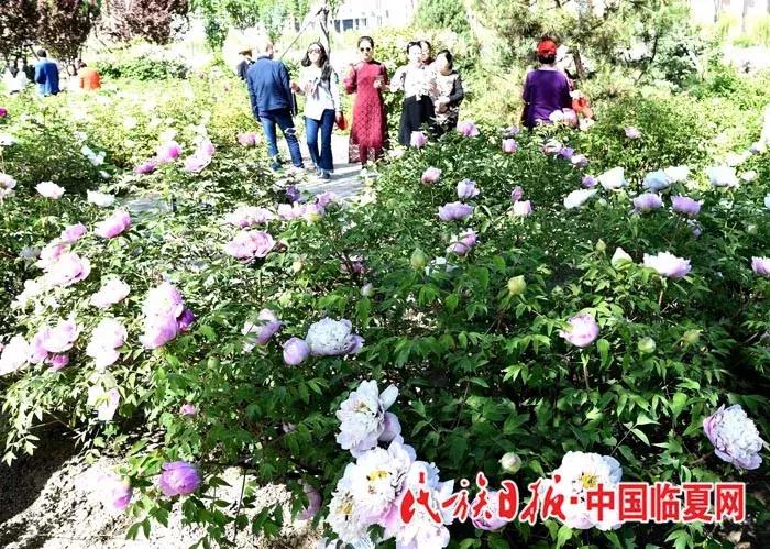 奋进之歌响彻美丽临夏