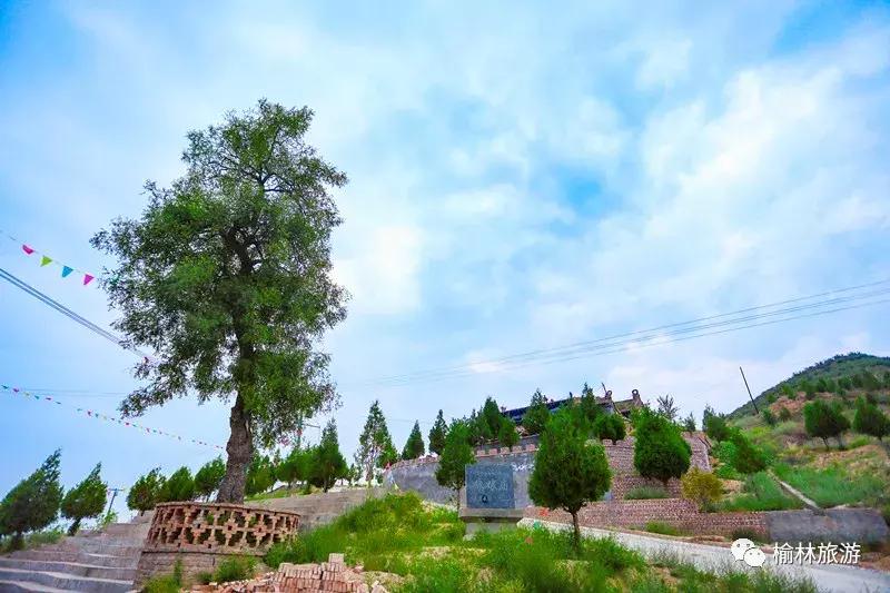走遍榆林寻古树、品农味、游乡村，感受最清爽的一抹绿之子洲篇