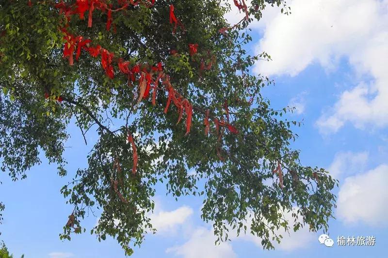 走遍榆林寻古树、品农味、游乡村，感受最清爽的一抹绿之子洲篇