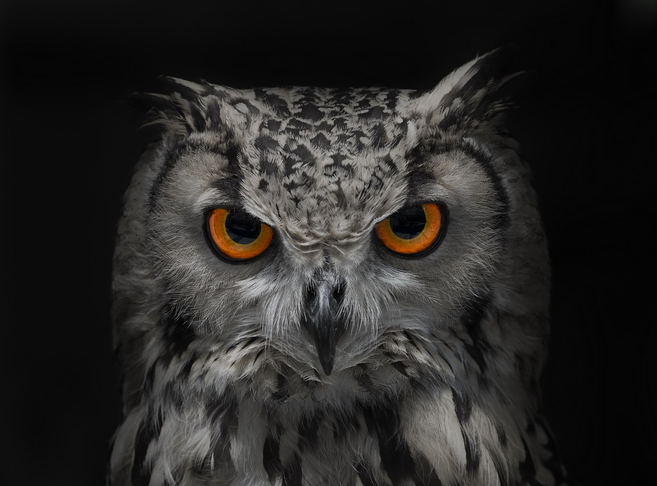 动物们看见的世界是什么样子的,动物们看世界