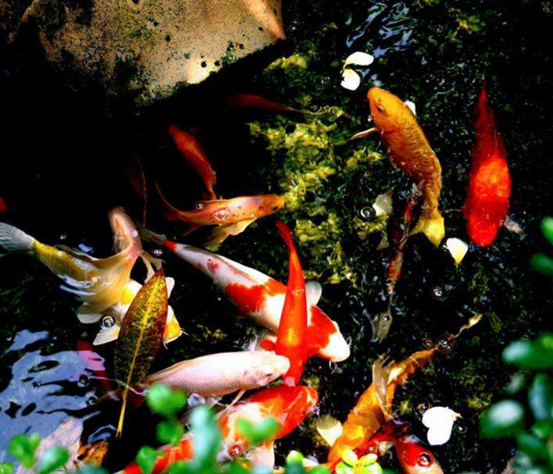 锦鲤风水鱼养几条,风水锦鲤饲养方法及注意事项