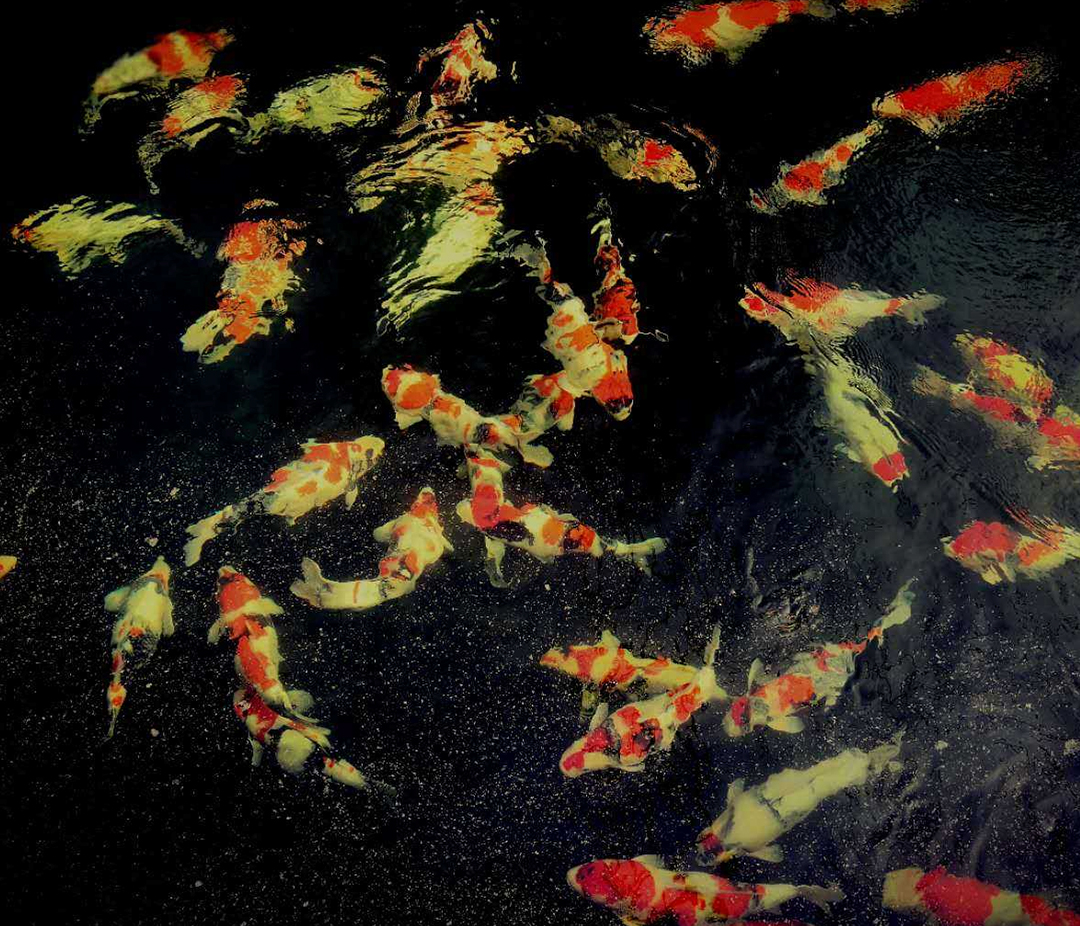 锦鲤风水鱼养几条,风水锦鲤饲养方法及注意事项