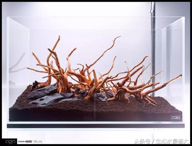 ada草缸造景什么意思,ada造景大赛60缸