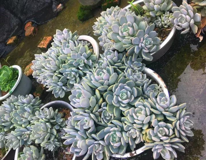 绿萝盆栽烂根了怎么办,君子兰绿萝叶子边发黄怎么办