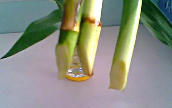 绿萝盆栽烂根了怎么办,君子兰绿萝叶子边发黄怎么办