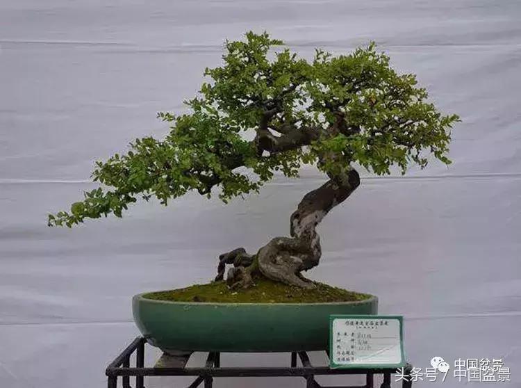 值得收藏的盆景养护常用技法