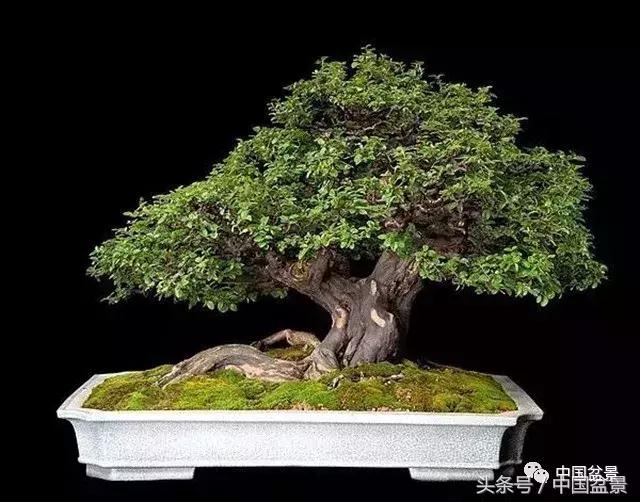 值得收藏的盆景养护常用技法