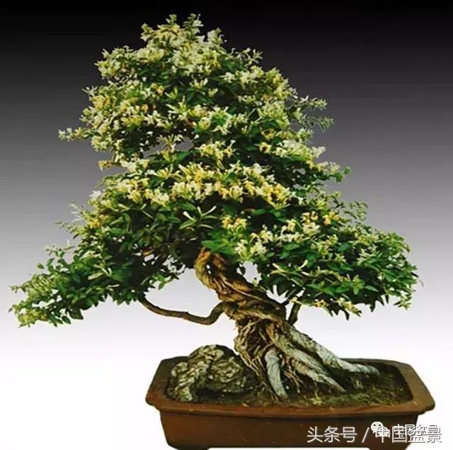 值得收藏的盆景养护常用技法