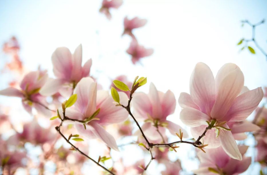 11种最漂亮的玉兰品种推荐，别再说你只认识白玉兰和红玉兰了