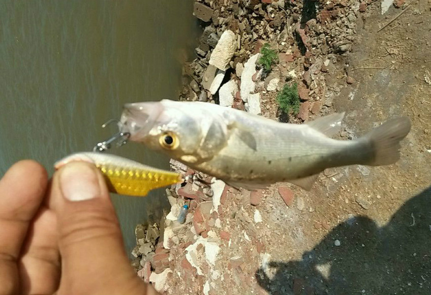 路亚需不需要饵料,当初是谁说玩路亚不烧钱表情包