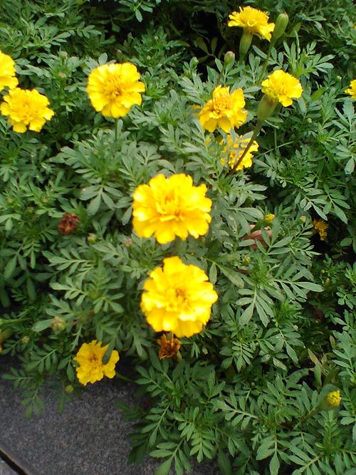 功能机诺基亚测评,全新诺基亚8210灵巧又聪明