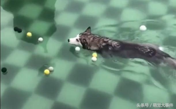 同样是用狗刨的二哈，为什么你却这么的浪？优秀！