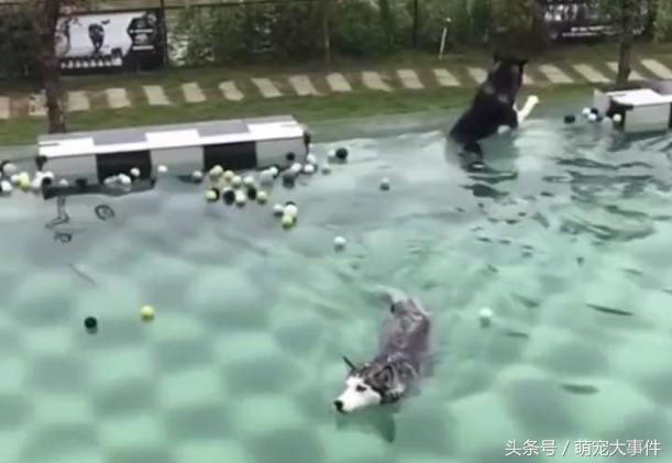 同样是用狗刨的二哈，为什么你却这么的浪？优秀！