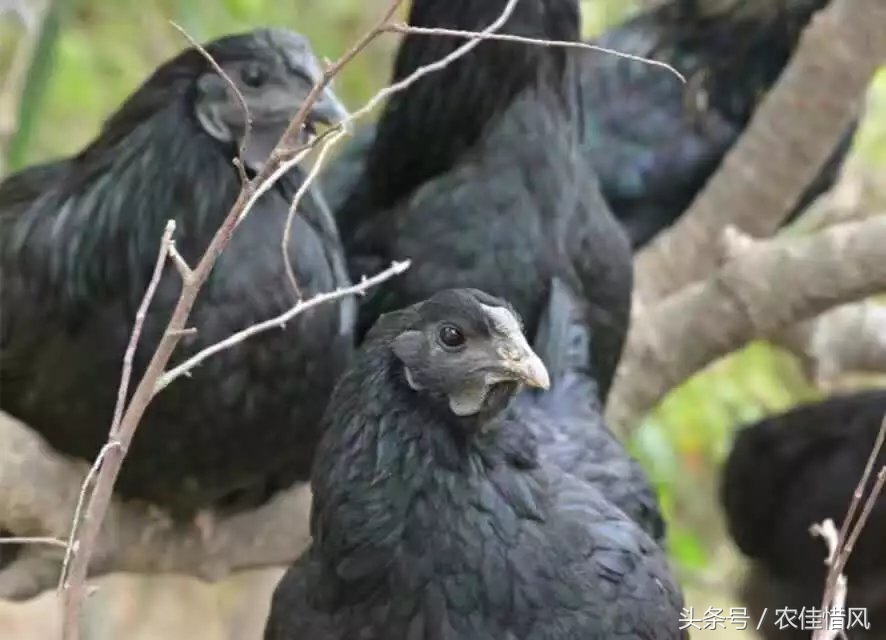 农村小伙子养鸡年收入240万你信吗,90后女大学生养鸡年销售3000万