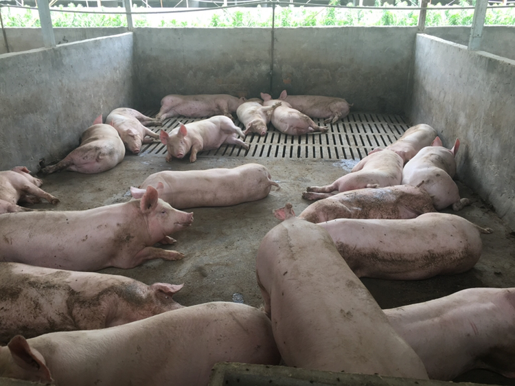 一起仔猪渗出性皮炎的治疗心得通俗易懂，养猪新手需牢记！