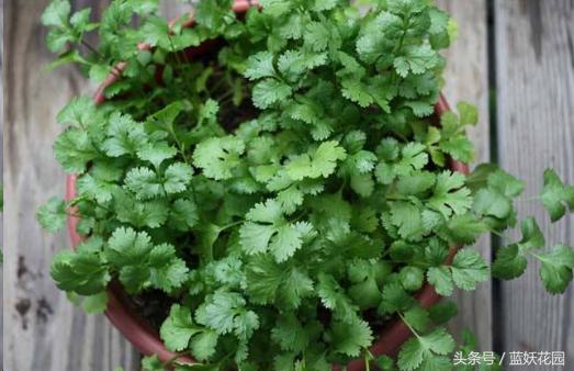 韭菜催芽后直接种的方法,韭菜种催芽最快的方法