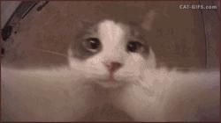 猫咪的10个特征图解,猫咪的性格怎么判断