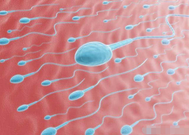 精子没有成活都去哪里了,精子没受孕为什么会死呢